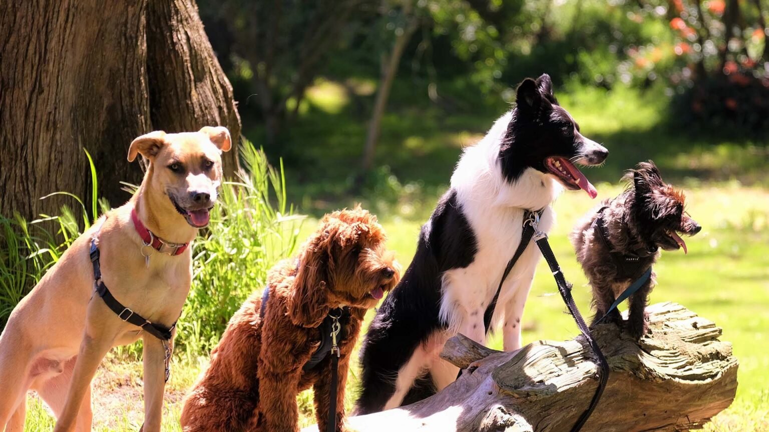 5 Interesting Dog Breeds You Ve Probably Never Heard