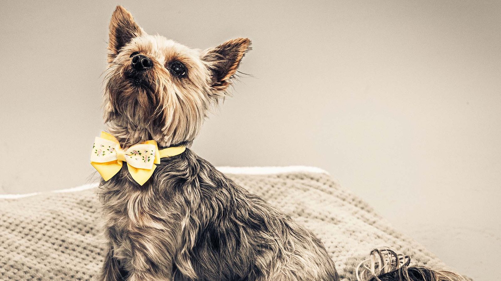 The Best Breeds Of Dogs For Small Apartments