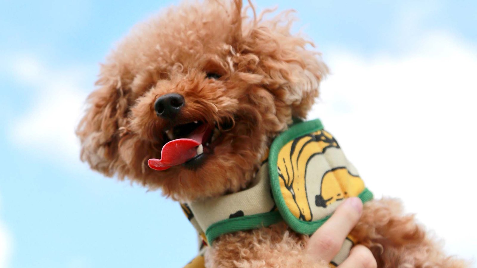 10 Breeds Of Dogs That Don't Shed