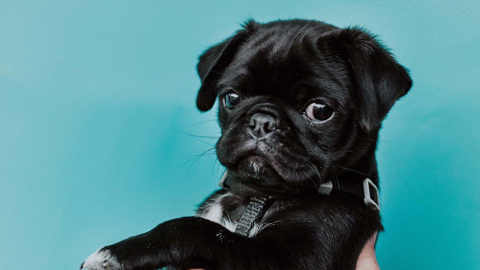 The Best Breeds Of Dogs For City Dwellers Puppy Rave