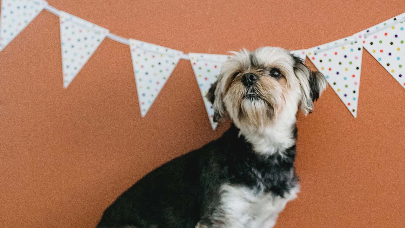 The Best Breeds Of Dogs For City Dwellers Puppy Rave