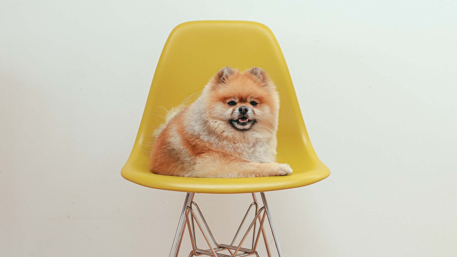 The Best Breeds Of Dogs For City Dwellers Puppy Rave